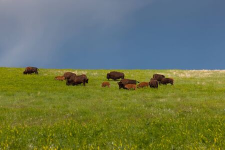 A herd of bison or buffalo with small spring babies graze on a hillside in the afternoon sunshine...