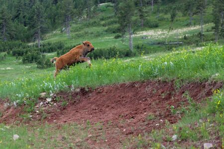 A baby bison running and playing along a small hillside in Custer State Park, South Dakota.