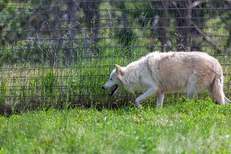 An arctic wolf walks along a fence on a hot summer day while panting and shedding its winter coat.