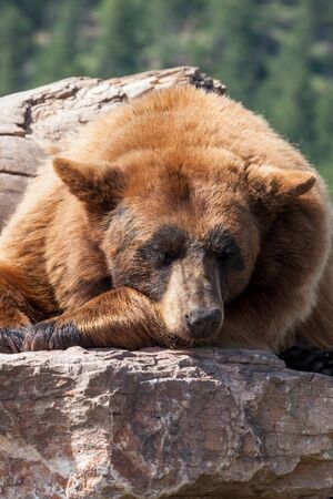 A large brown bear takes an afternoon nap in the sunshine while balanced on top of large rocks with its head on its arm for a pillow.の写真素材