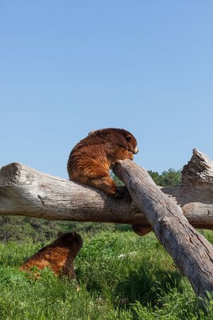 A large brown bear sitting on a high log with its arms resting on another log and another brown bear...