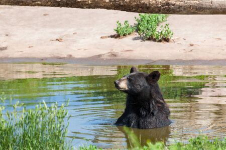 A black bear sits in a shallow pond on a hot spring day to cool off from the sunshine.