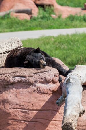 A black bear sleeps on a large man made rock next to a log i the sunshine.の写真素材