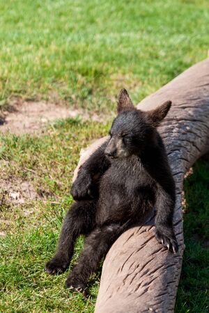 A funny little black bear playing by itself on an old dead log in the sunshine.の写真素材
