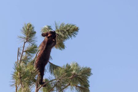A brave little black bear climbing up a small pine tree looking for adventure on a sunny afternoon.