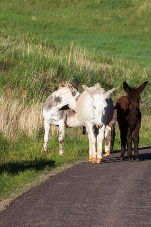 A mother donkey stands next to her baby on the edge of the road with herd members behind and a green grass hill in the background at Custer State Park, South Dakota.の写真素材