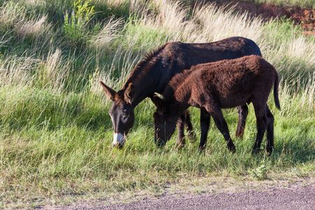 A mother donkey stands next to her baby on the edge of the road grazing on spring grass at Custer State Park, South Dakota.の写真素材