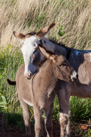 A mother donkey rest her head over the back of her baby in a protective and loving posture in the afternoon sunshine at Custer State Park, South Dakota.の写真素材