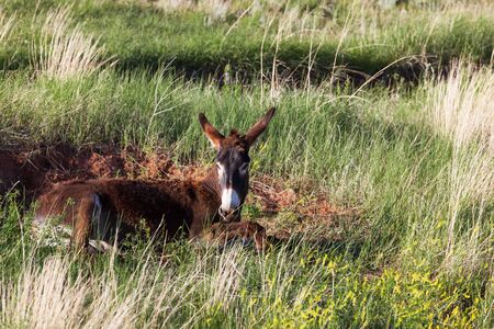 A brown and white donkey laying in the red dirt on a hill in the afternoon sunshine at Custer State Park, South Dakota.の写真素材