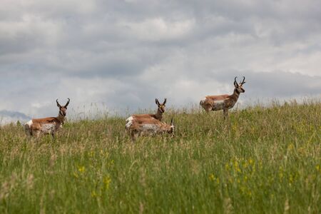 A family of pronghorn antelope on a hill in the tall grass and the afternoon sunshine with a cloudy...