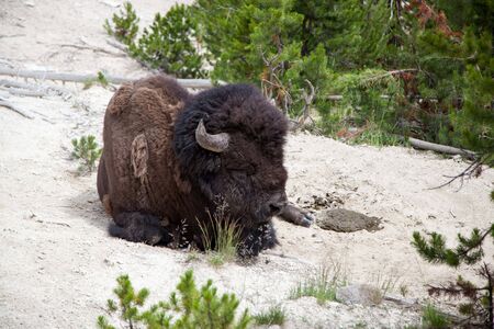 A large bison bull laying on the dirt ground and sleeping in the sunshine at Yellowstone National...