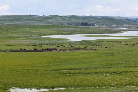 A large herd of bison resting in the lush green grasslands of Hayden Valley which is a receding...
