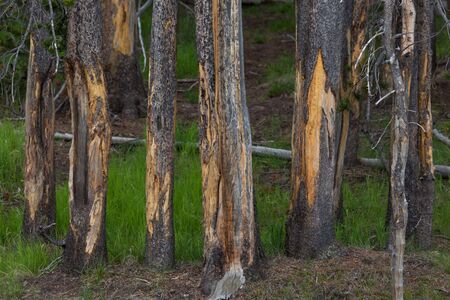 A group of young pine trees with damaged bark from bison rubbing their horns and face against them...