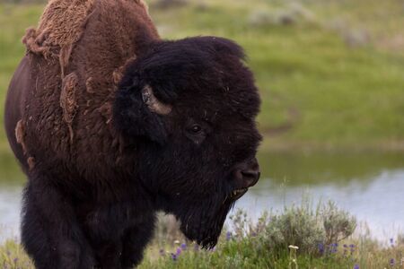 A large male bison eating and keeping a watch on people while close to a road near Hayden Valley in Yellowstone National Park, Wyoming.の写真素材