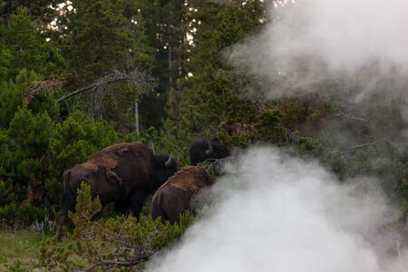 Three bison standing in the woods behind the think steam of Dragons Mouth Spring in Yellowstone National Park, Wyoming.の写真素材