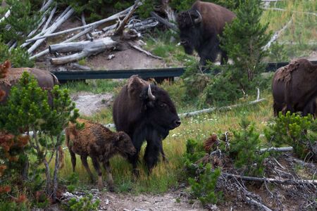 A mother bison standing protectively over her new baby as other members of the herd roam around a...