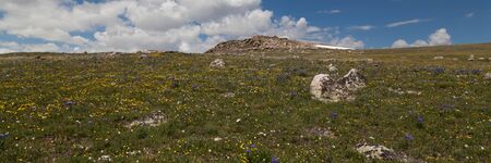 Beautiful wildflowers growing in a rugged high elevation landscape at Beartooth Pass in the Custer National Forest, Montana.の写真素材