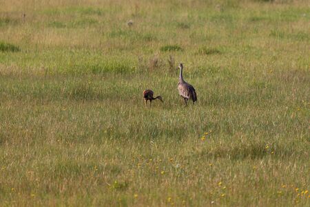 An adult Sandhill Crane walks next to its baby as they forage for food in a grassland area next to the Grand Teton mountain range in Wyoming.の写真素材