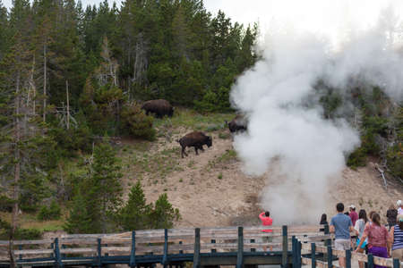 YELLOWSTONE NATIONAL PARK, USA - July 12 2014:  Tourists on a boardwalk looking at roaming bison...