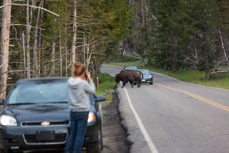 YELLOWSTONE NATIONAL PARK, USA - July 12 2014:  A large bison bull walking across the road in front...
