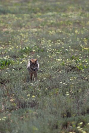A fluffy coyote walking through a field with wildflowers and weeds at Grand Teton National Park, Wyoming.の写真素材