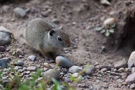 A small grey ground squirrel standing by its hole on the dirt and gravel ground of Grand Teton National Park, Wyoming.の写真素材