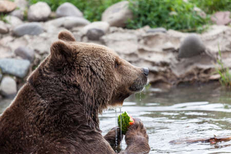 A large grizzly bear eating a slice of watermelon as he enjoys a dip in the pond on a hot summer day in Montana.の写真素材