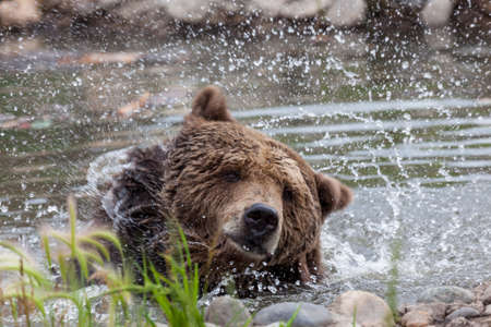 A large grizzly bear shaking its head and neck in a pond sending water drops flying in all directions.の写真素材