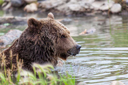 A grizzly bear cooling off in a pond in summer with water dripping from its face.の写真素材