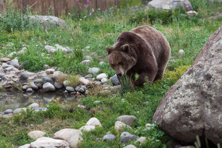An adult female grizzly bear slowly walks across grass and around rocks to a muddy pond on a summer day.の写真素材