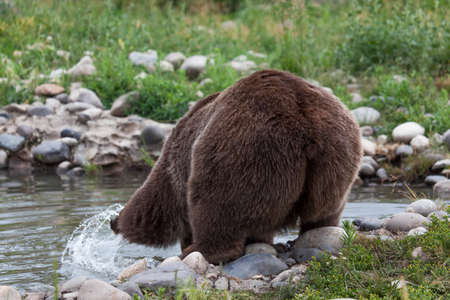 A female grizzly bear bending over and reaching with a front paw to splash the water in a small pond.の写真素材