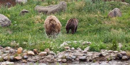 A large male grizzly bear chasing a female grizzly bear out of a pond and up a hillside through the grass.の写真素材