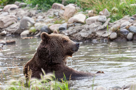 A large grizzly bear plays in a shallow pond on a hot summer day in Montana.の写真素材
