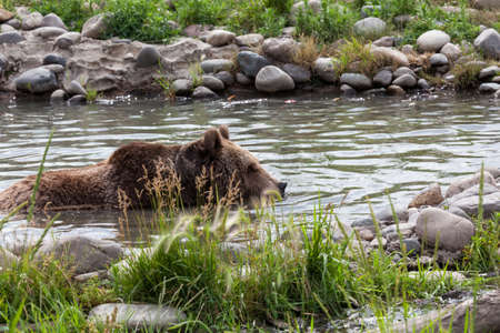 A large grizzly bear crouching in a pond of water to cool off on a hot summer day.の写真素材