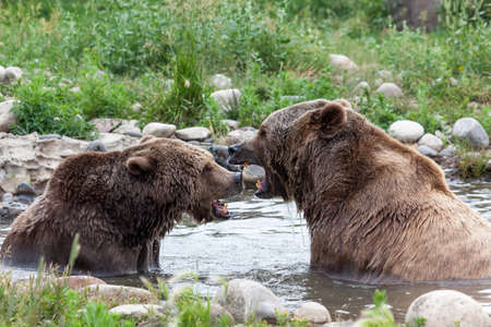 Two large grizzly bears talking out their dispute in a shallow pond on a summer day in Montana.の写真素材