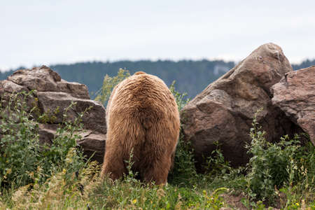 The rear end of a large male grizzly bear as he looks over a boulder at a top of a hill.の写真素材