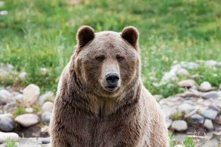 A large male grizzly bear with a pouty lower lip looking intently ahead with a background of green grass and rocks.の写真素材