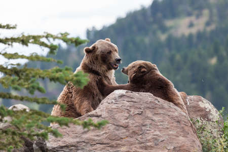 A female grizzly bear pushing back a male grizzly bear with her front paw as she shows him her displeasure.の写真素材
