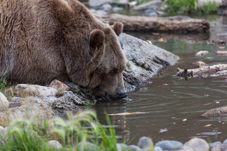 A large grizzly bear shooting water out of its nose as it drinks out of a muddy pond.の写真素材