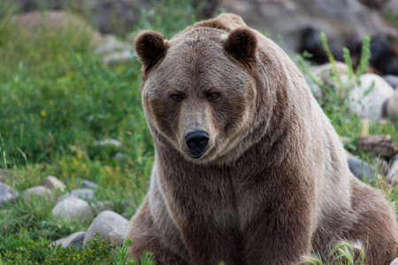 A large male grizzly bear sitting on its backside as it looks forward with a curious expression.