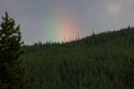 A soft glowing rainbow at sunset as light reflects on to the dark storm clouds above a densely treed mountain in Yellowstone National Park.の写真素材