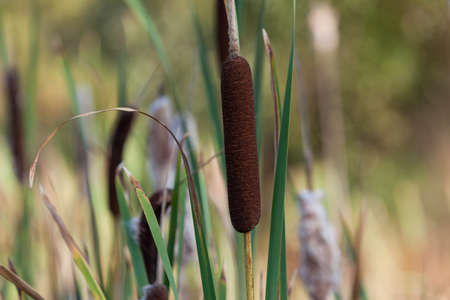 Close up of a brown cattail flower with green leaves and a soft blurred background.の写真素材