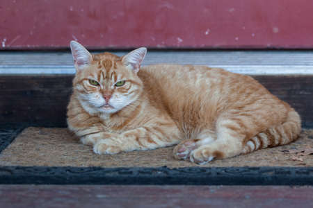 A pet cat with a grumpy expression rests on a doormat next to a red door at its home.の写真素材