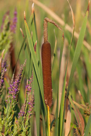 Close up of a brown cattail flower with green leaves next to purple wildflowers and a soft blurred background.の写真素材