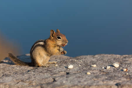 A cute little chipmunk sits on a masonry rock wall and eats pieces of broken nuts in the afternoon light with the deep blue Crater Lake in the background.の写真素材