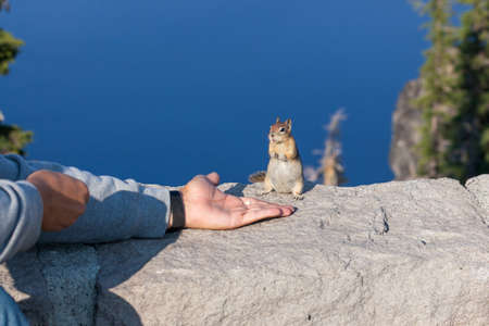A tourist hand feeds nuts to a begging chipmunk sitting on a rock wall with the deep blue Crater Lake as a background and soft afternoon sunshine.の写真素材