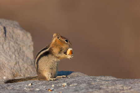 A small chipmunk tries to stuff a large brazil nut into its already full mouth while sitting on a rock wall in the afternoon sunshine.の写真素材