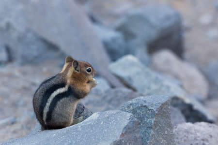 A small chipmunk sitting on a rock and eating a nut with a soft blurred background at Crater Lake National Park in Oregon.の写真素材