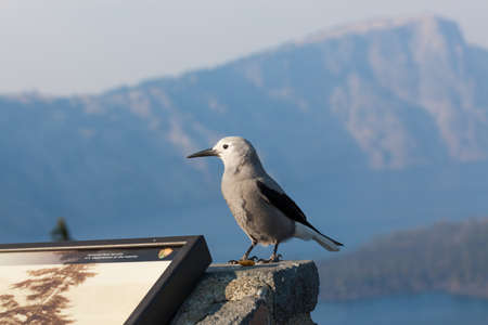 Crater Lake National Park,  Oregon / USA - September 8, 2014:  A Clark's Nut Cracker Bird lands on a park sign with smoke filled air from wildfires filling the caldera at Crater Lake National Park, Oregon.のeditorial素材