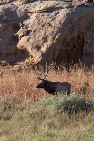 A large bull elk stands in the tall grass and brush next to sandstone cliffs in the late afternoon sunshine at the historical site of Chaco Canyon, New Mexico.の写真素材